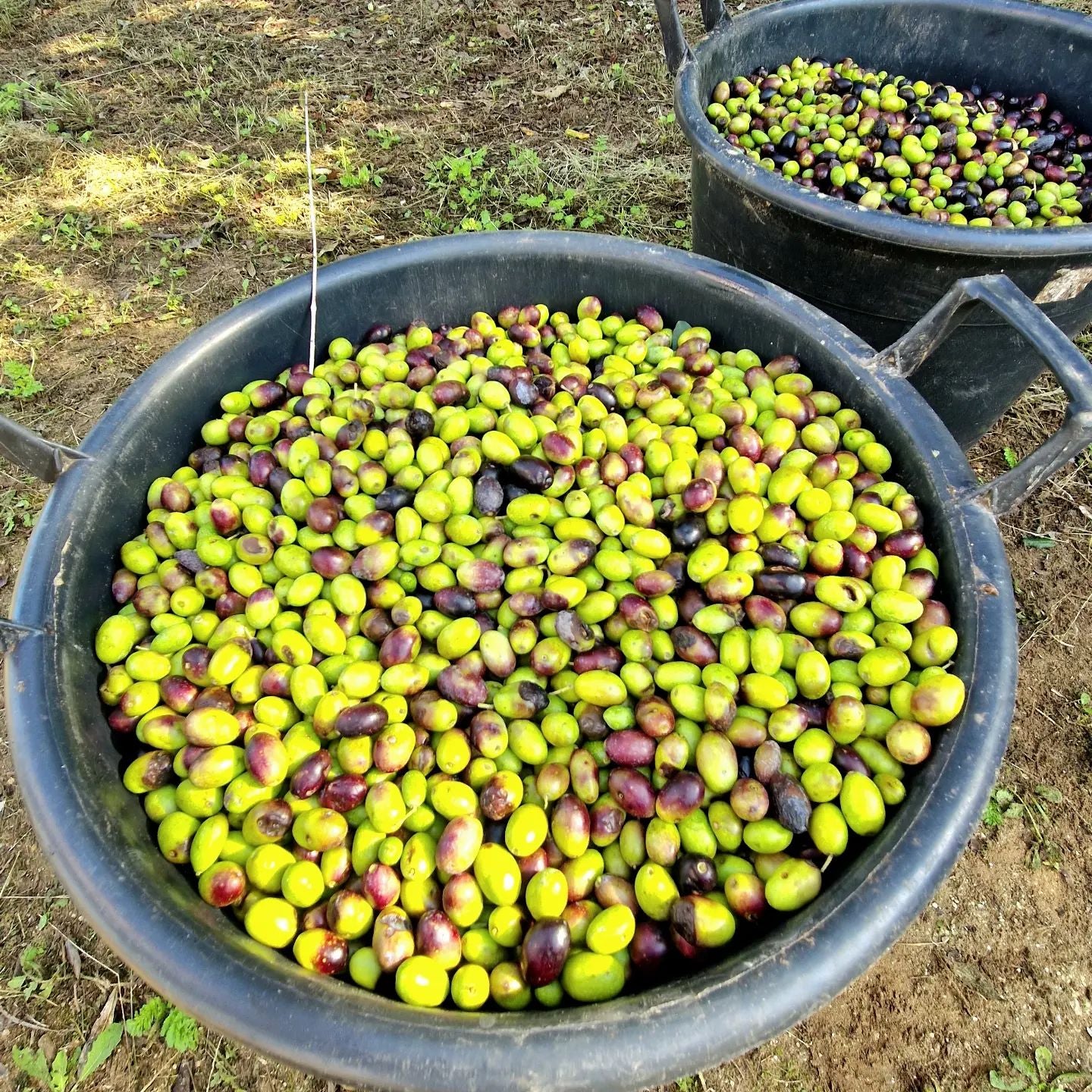 Black bucket filled with green and purple olives on a field background